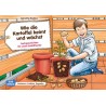 Wie die Kartoffel keimt und wächst.